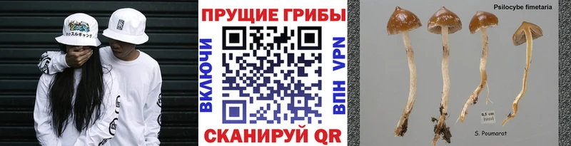 Псилоцибиновые грибы Cubensis сайты даркнета состав Кондопога купить наркотик